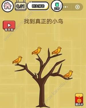 微信智力达人第31关答案介绍 找到真正的小鸟图片1