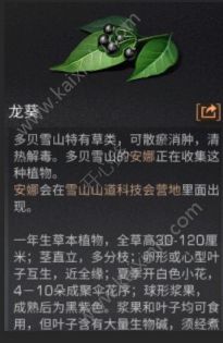 明日之后龙葵获取途径介绍 龙葵的效果作用一览[视频][图]图片1