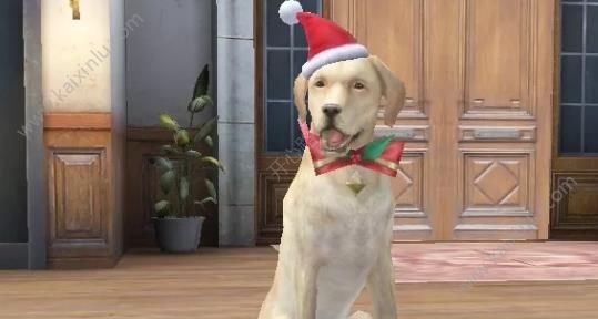 明日之后狗狗圣诞帽怎么得 小狗圣诞帽领取兑换详细攻略分享[视频][多图]图片3