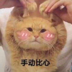 抖音猫咪比心表情包gif动图大全高清无水印免费手机版图片3