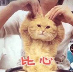 抖音猫咪比心表情包gif动图大全高清无水印免费手机版图片1