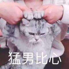 抖音猫咪比心表情包gif动图大全高清无水印免费手机版图片2