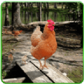 终极野鸡模拟器安卓游戏手机版 v 1.0.1