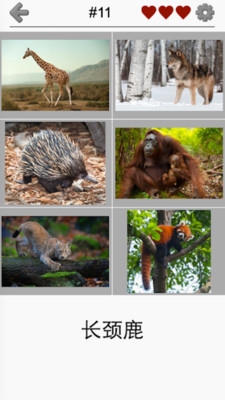 动物小测验游戏app手机正版图片2