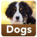 所有品种的狗官方版游戏最新版 v1.0
