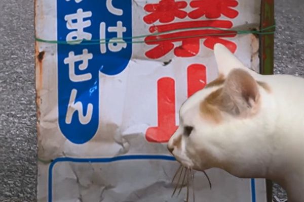 猫的诡异一天中文游戏官方手机版图片4