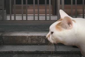 猫的一天怪奇谭中文游戏官方手机版图片1