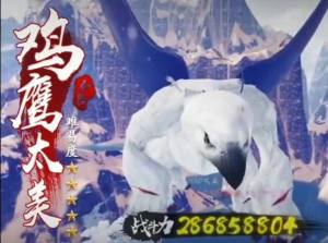 鸡鹰太美游戏官方正式版图片2