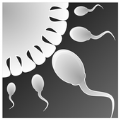 精子模拟器官方