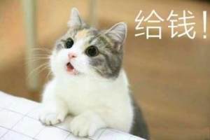 抖音网红猫咪表情包大全分享带字高清完整手机版图片1