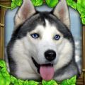 流浪狗生存模拟器游戏官方版安装包 v1.1