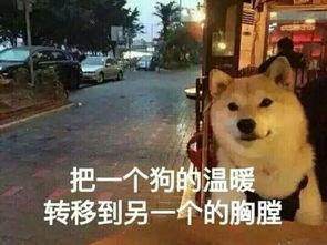 单身狗反击秀恩爱表情包高清无水印手机免费版图片3