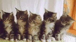 抖音很火的五只猫摇头表情包蹦迪动图手机版免费图片1