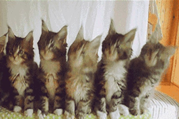 抖音很火的五只猫摇头表情包蹦迪动图手机版免费图片2