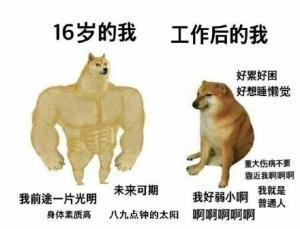 肌肉doge与小废狗表情包大全高清无水印免费分享图片3