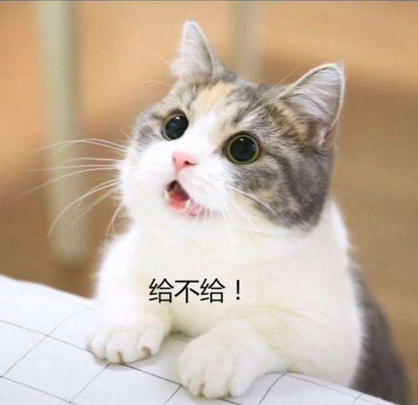 魔都惆怅猫表情包图片gif高清完整版图片3