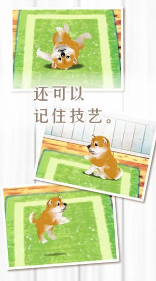 扑家养育柴犬的治愈游戏中文汉化版图片1